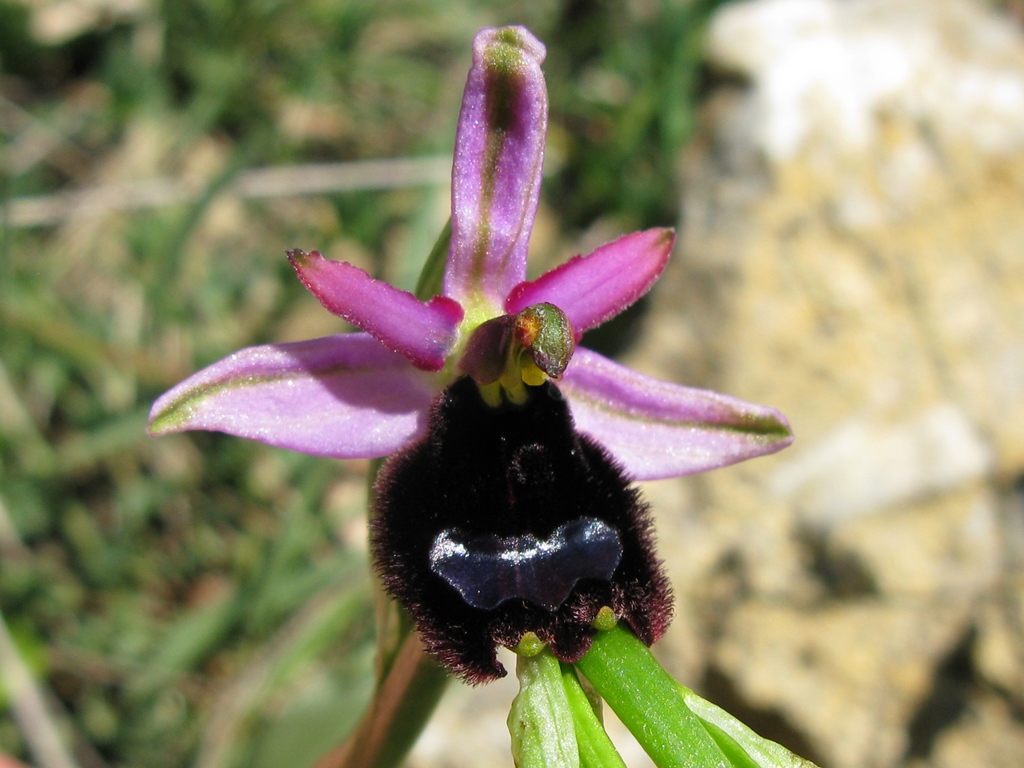 Ophrys bertolonii con doppio apicolo